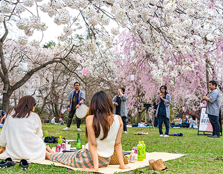 Sakura Season Japan